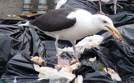 Seagull eating trash